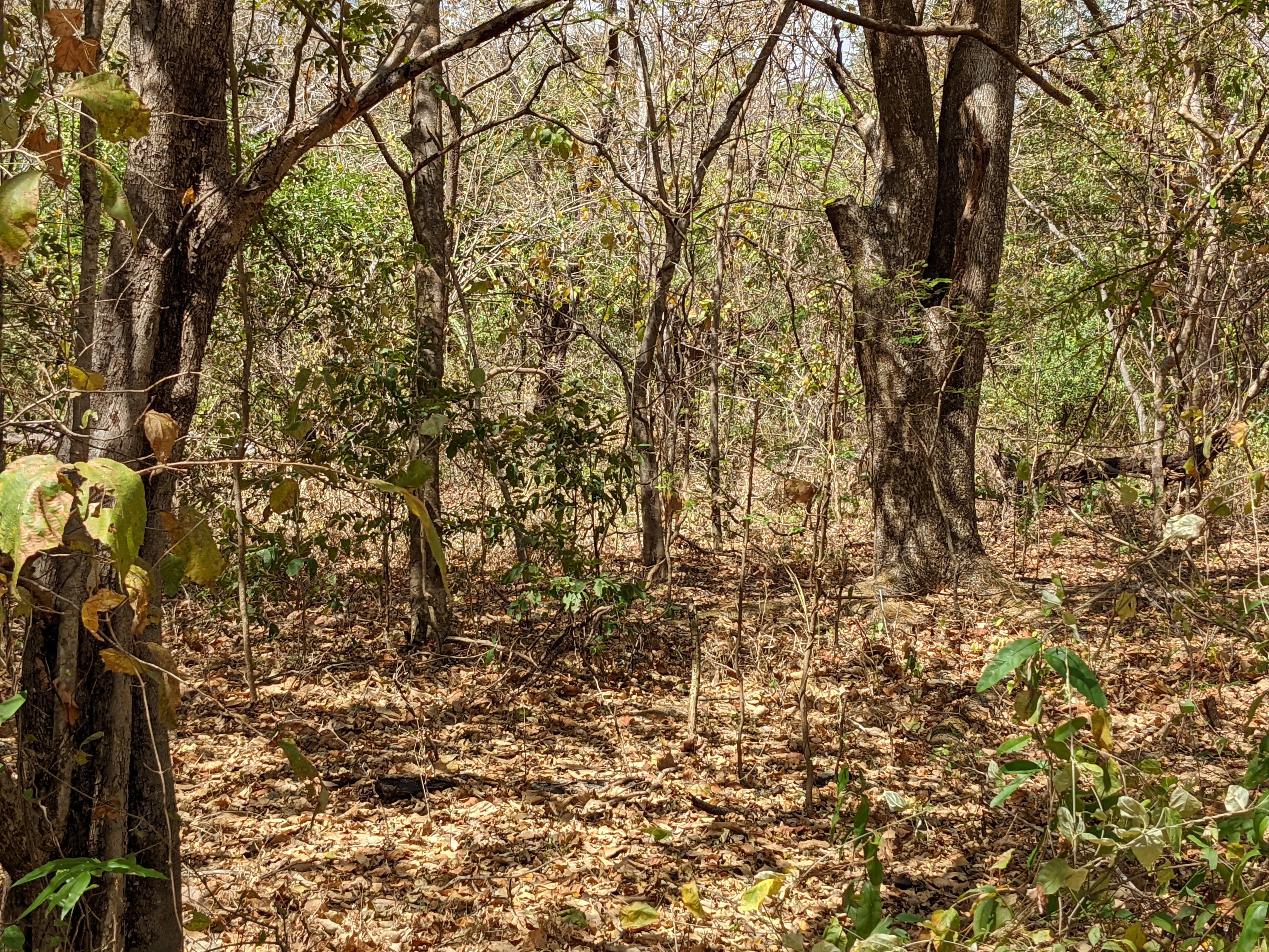 Vida Silvestre en Costa Rica