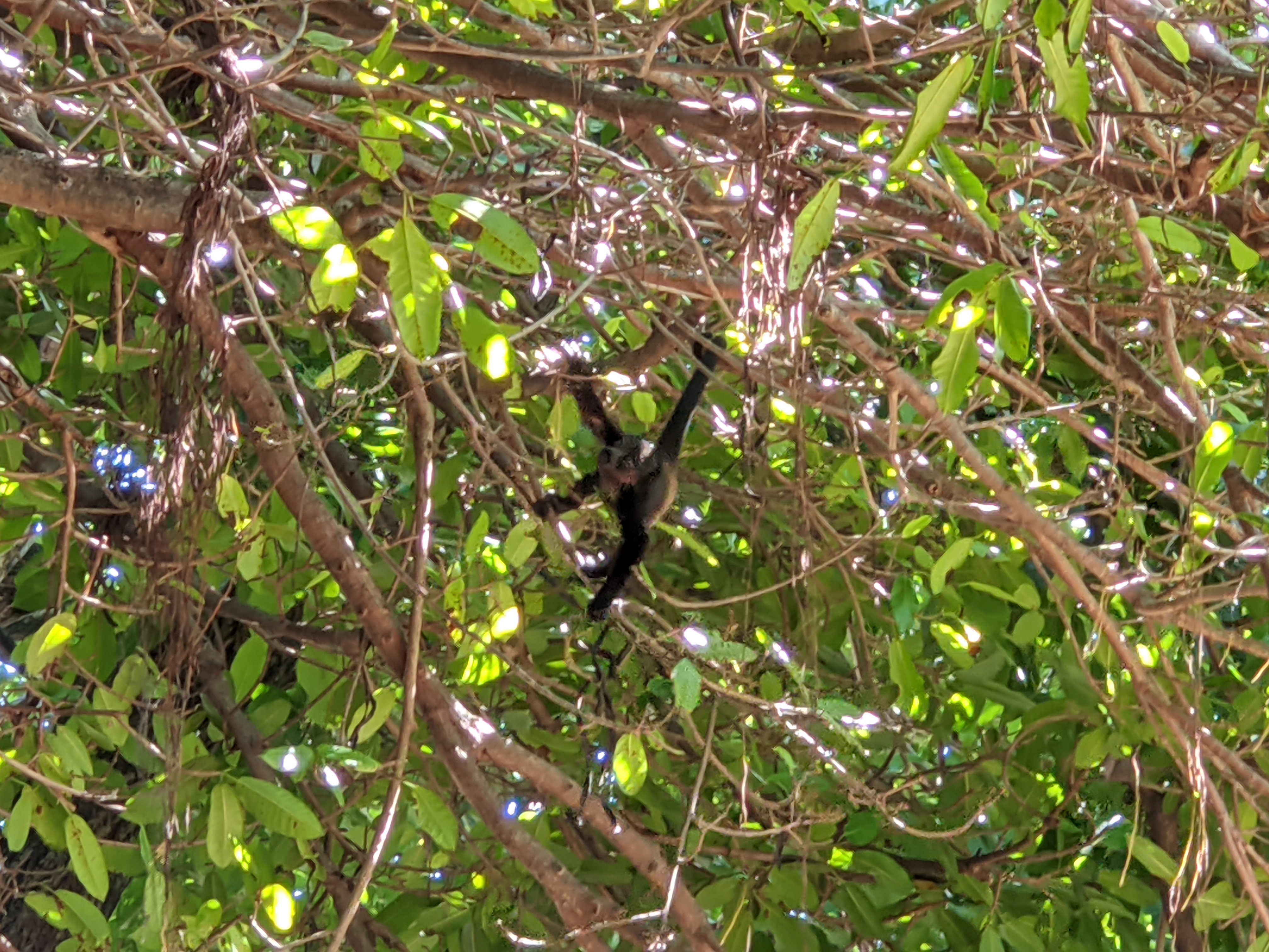 Mono congo en los árboles